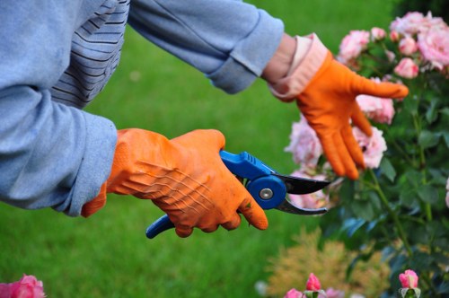 Tree surgeon pruning branches in a Wallington garden