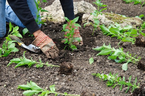 Professional garden clearance restoring a tidy outdoor space in Wallington