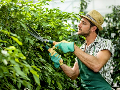 Professional lawn and hedge care services in Wallington