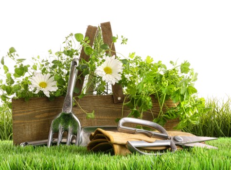 Pruning shrubs and maintaining a healthy garden in Wallington