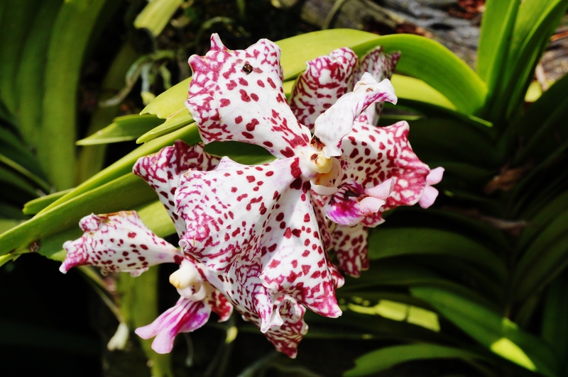 garden landscaping garden design