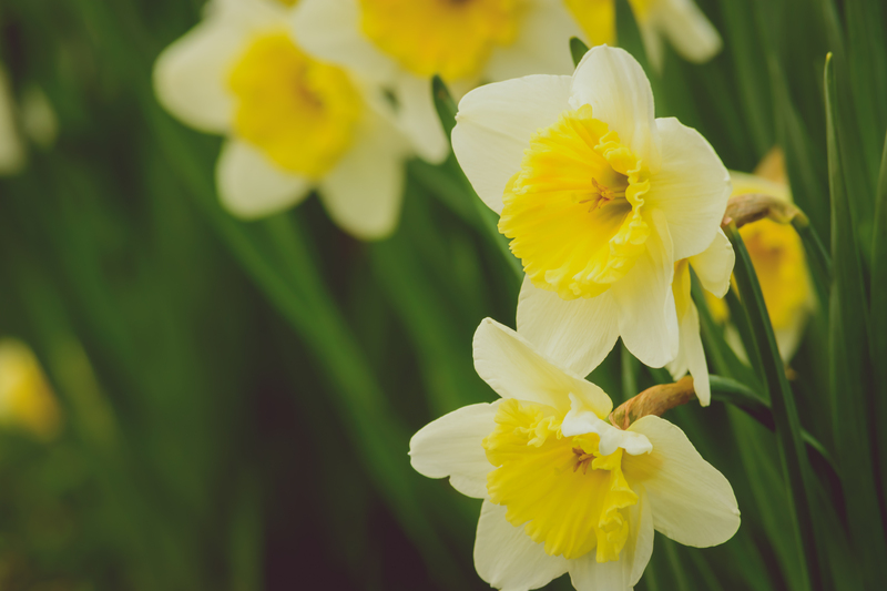 garden landscaping garden design